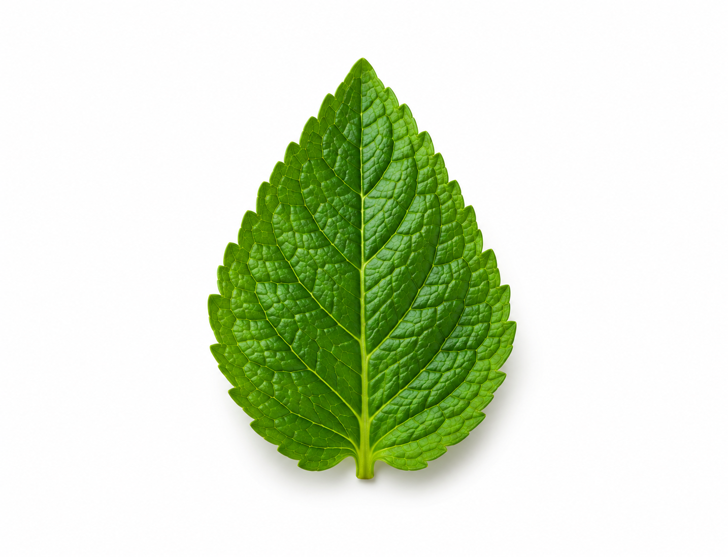 Fresh mint leaf